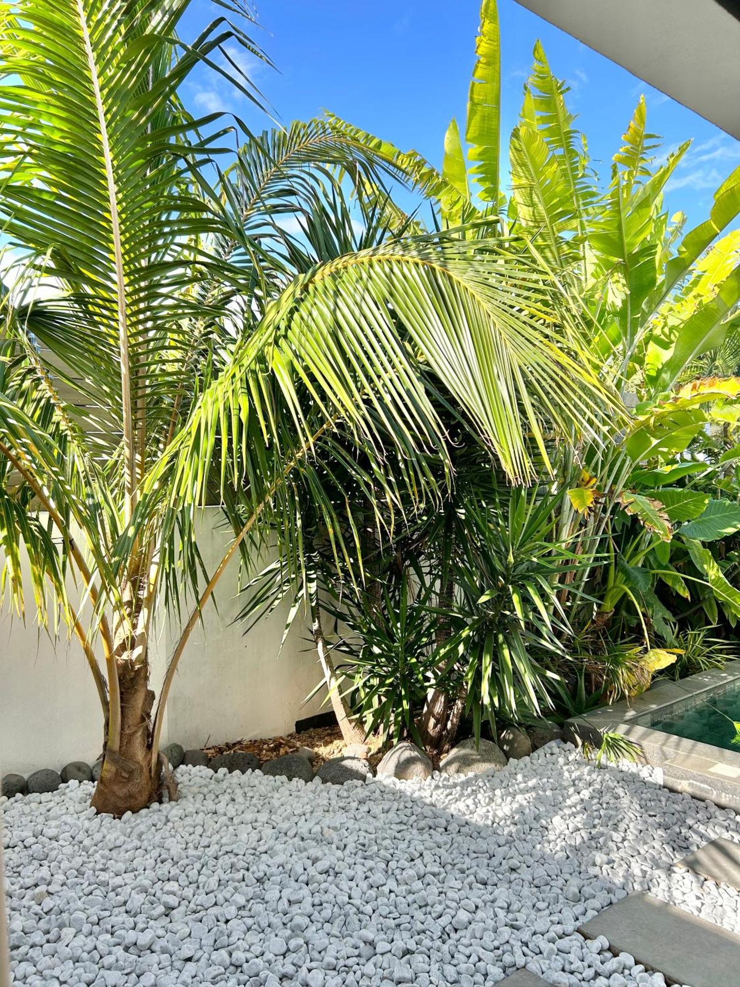 Le Yucca 974 By J&V Βίλα Saint Pierre Εξωτερικό φωτογραφία